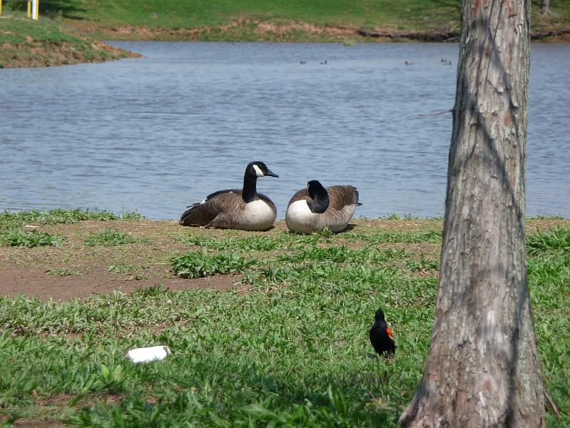 Canadian geese resting.JPG